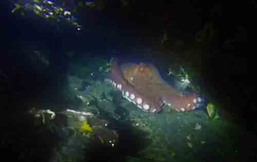 Night Dive at Kelvin Grove