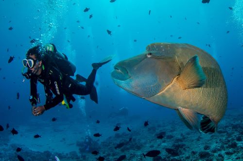 Palau Dive Trip