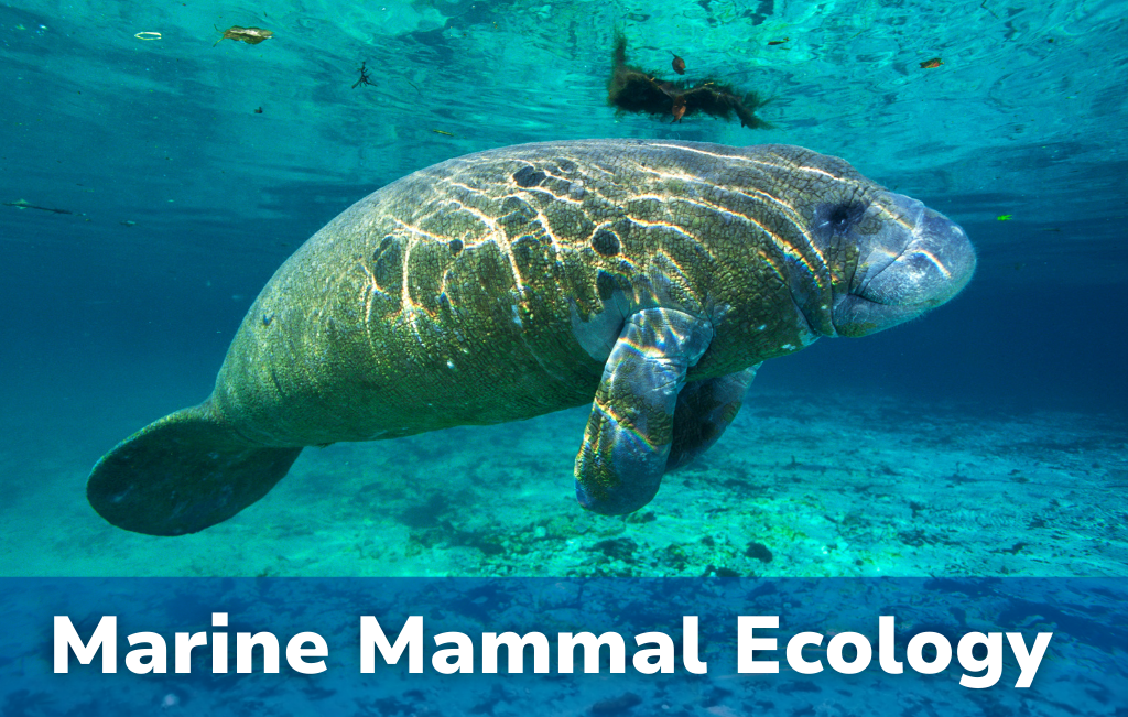 Marine Mammal Ecology