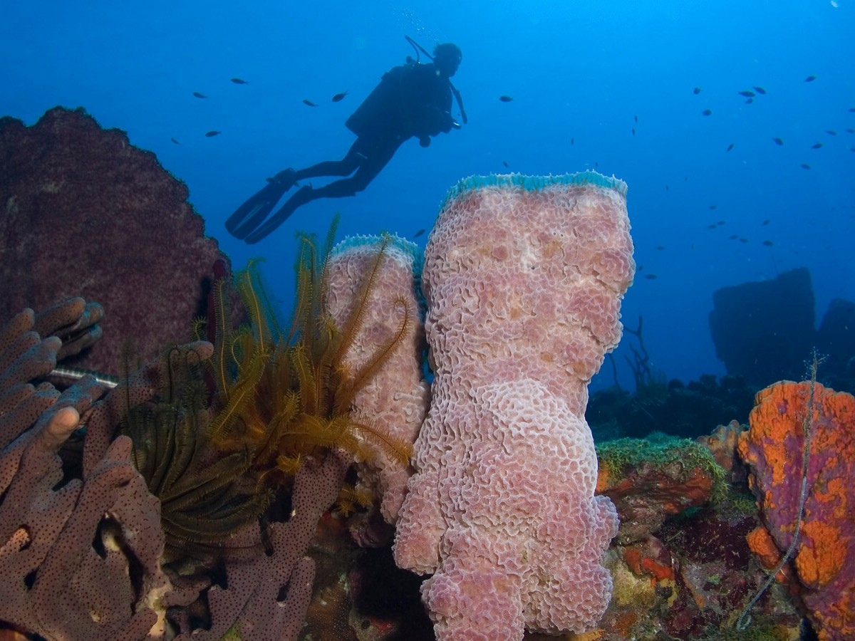 Dominica Escape: November 14-21, 2026