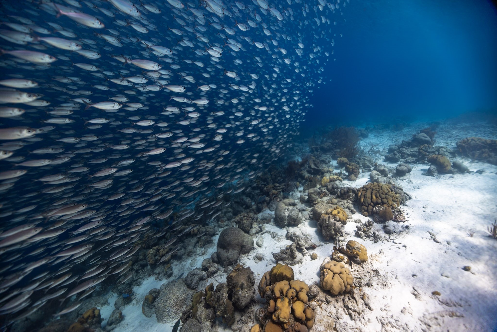 Bonaire: January 24-31, 2026