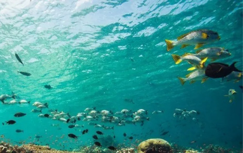 PADI Fish Identification