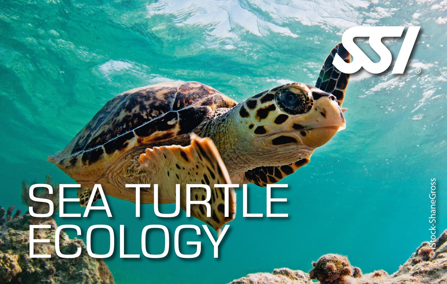 SSI SEA TURTLE ECOLOGY