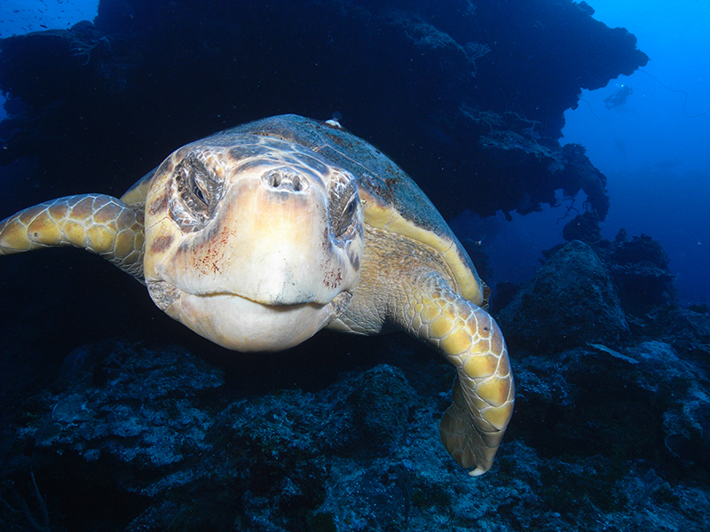 Ocean Frontiers Grand Cayman November 14 to 21, 2026