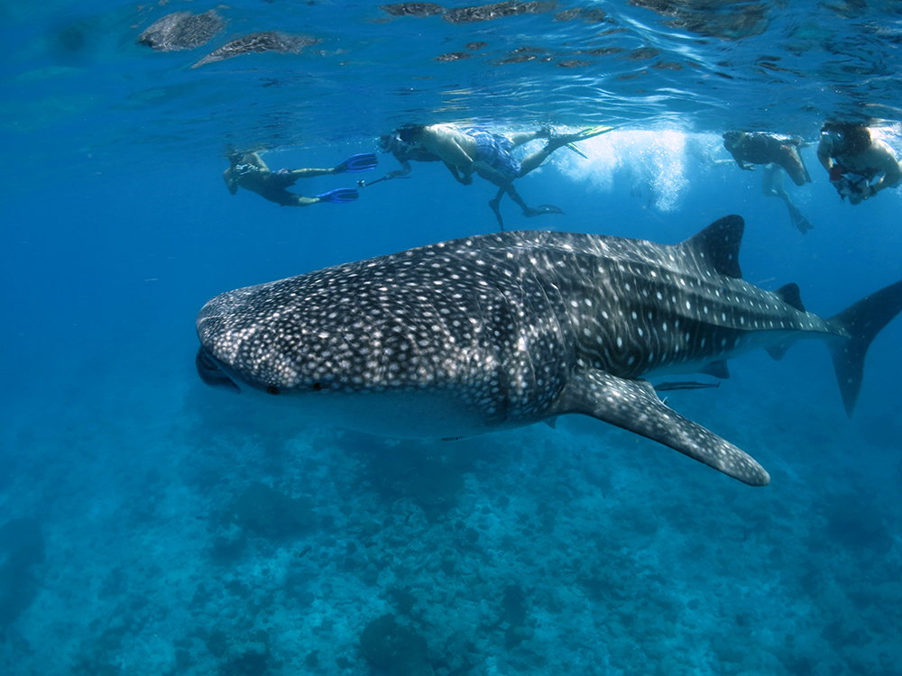 Maldives March 2026