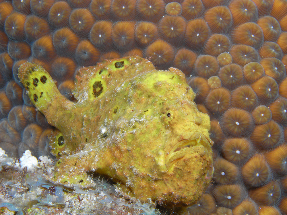 Curacao - July/August 2026 Curacao - July/August 2026