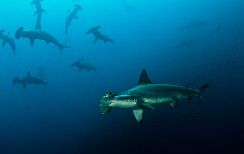 Galapagos - May 2028