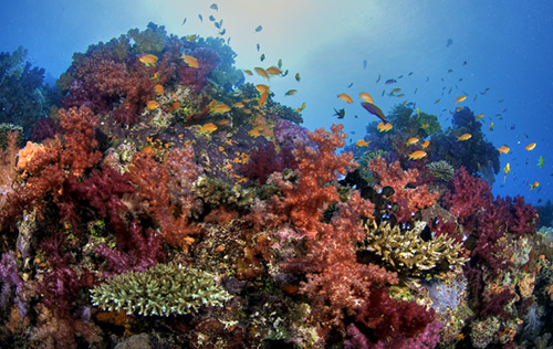 Fiji (Paradise Taveuni) - Easter 2027