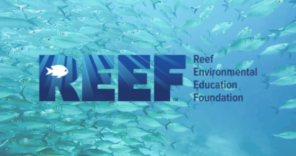 REEF Fish Identification Course
