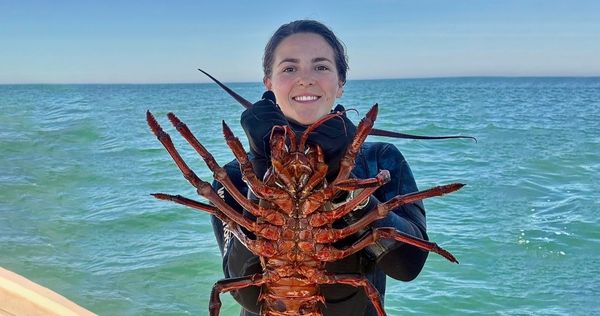 Intro to Lobster Season