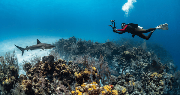 Underwater Photography