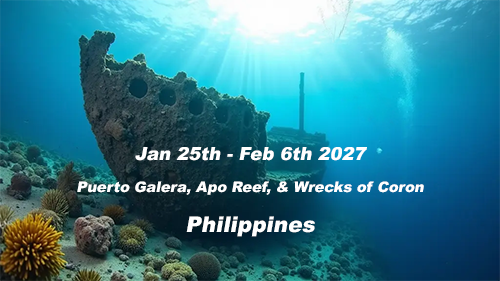 Puerto Galera, Apo Reef, & Wrecks of Coron - Philippines January 25th - February 6th, 2027