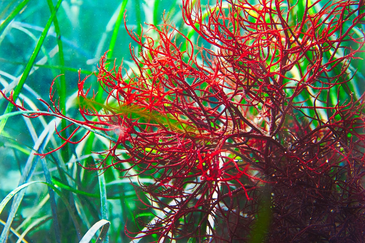 Marine Ecosystem and Coral Reef Awareness Course