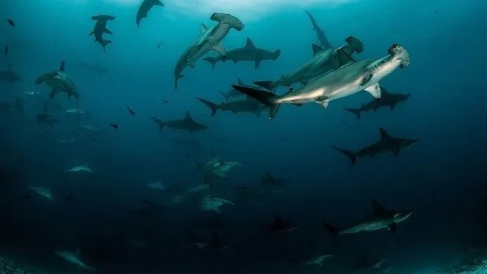 AWARE Shark Conservation