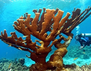 Dive Roatan aboard the Roatan Aggressor