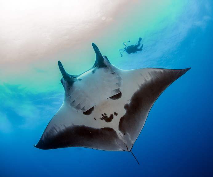 SOCORRO - Giants Await You.