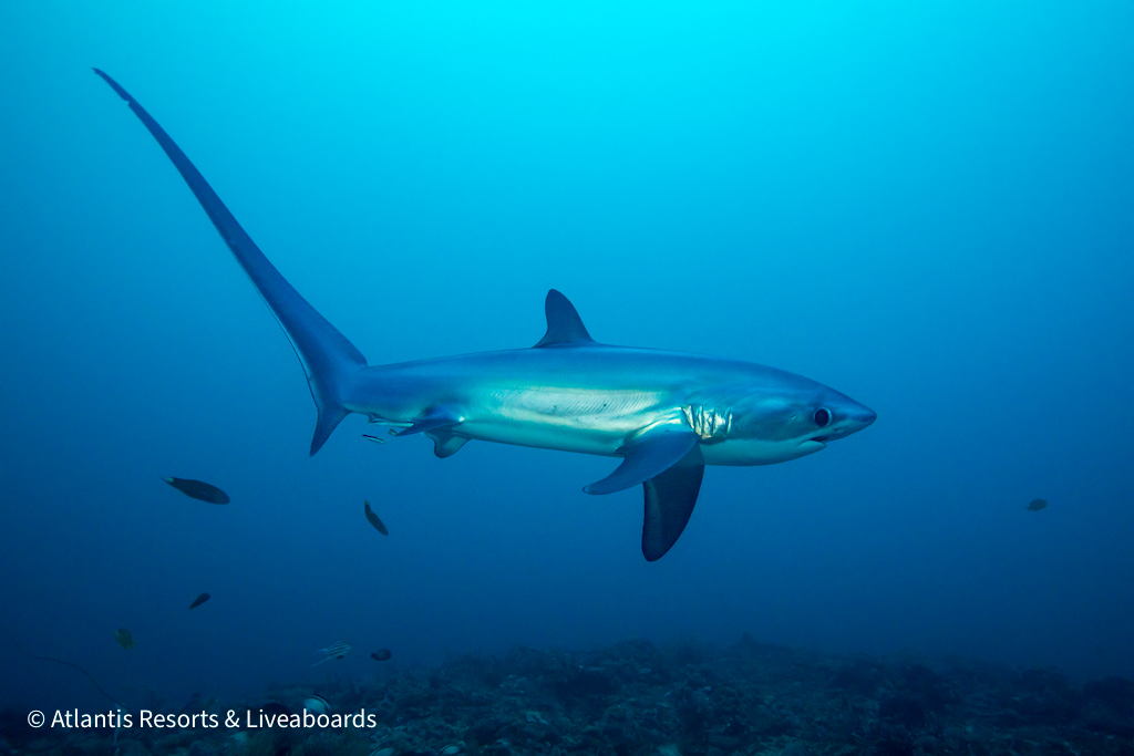 Philippines Atlantis Adventurer & Dumaguete Resort Sep 11 - 22, 2027