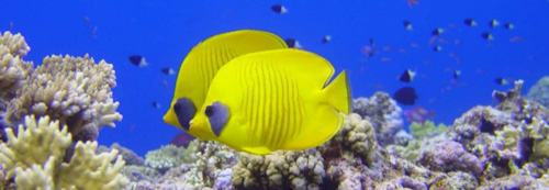 Marine Ecosystems Awareness Diver Specialty Marine Ecosystems Awareness Diver Specialty