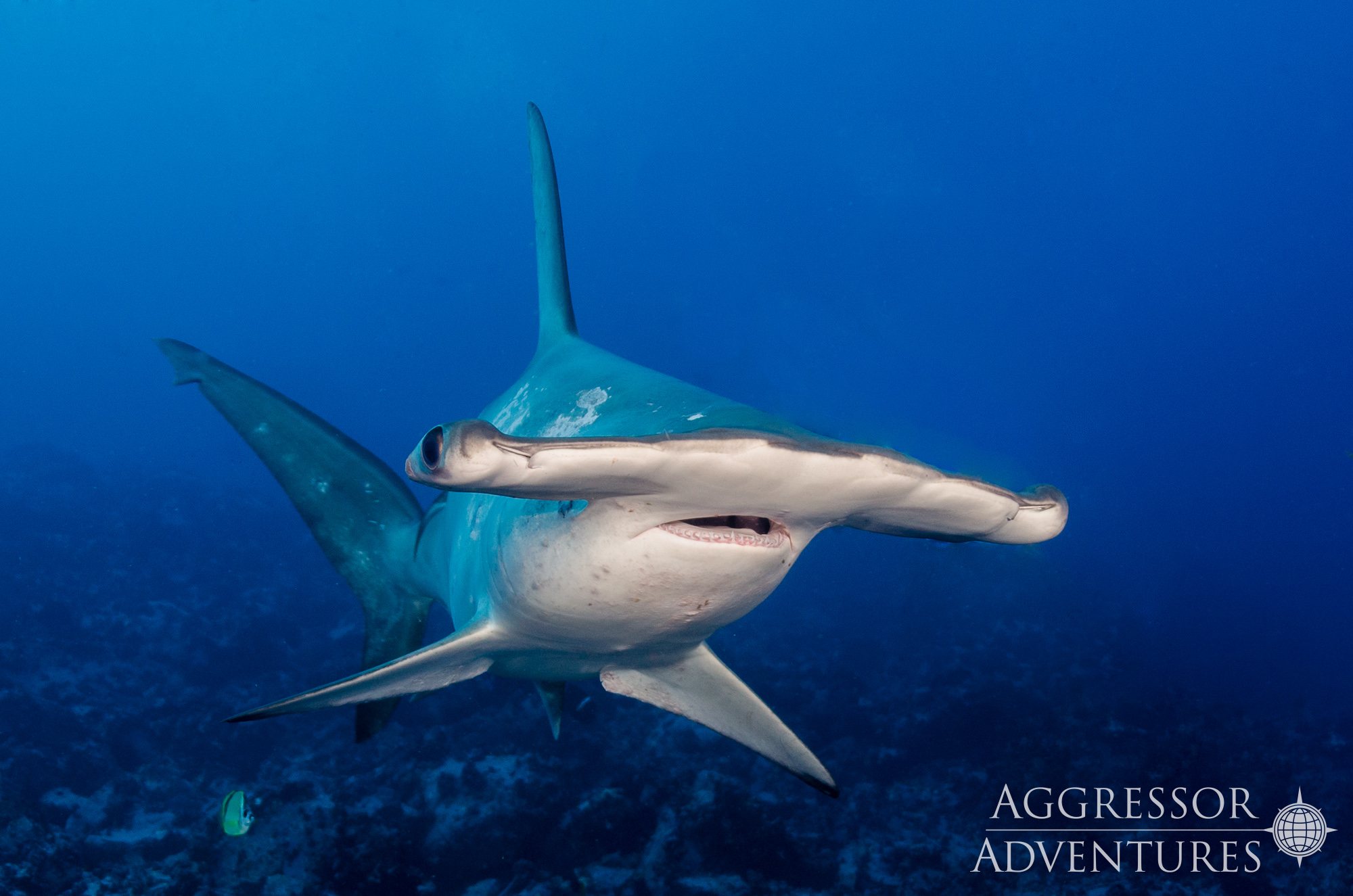 Cocos Island Aggressor
