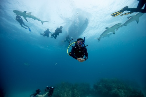 PADI AWARE SHARK CONSERVATION