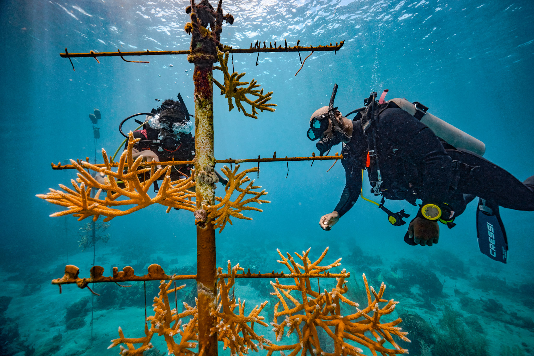 PADI PROJECT AWARE SPECIALTY