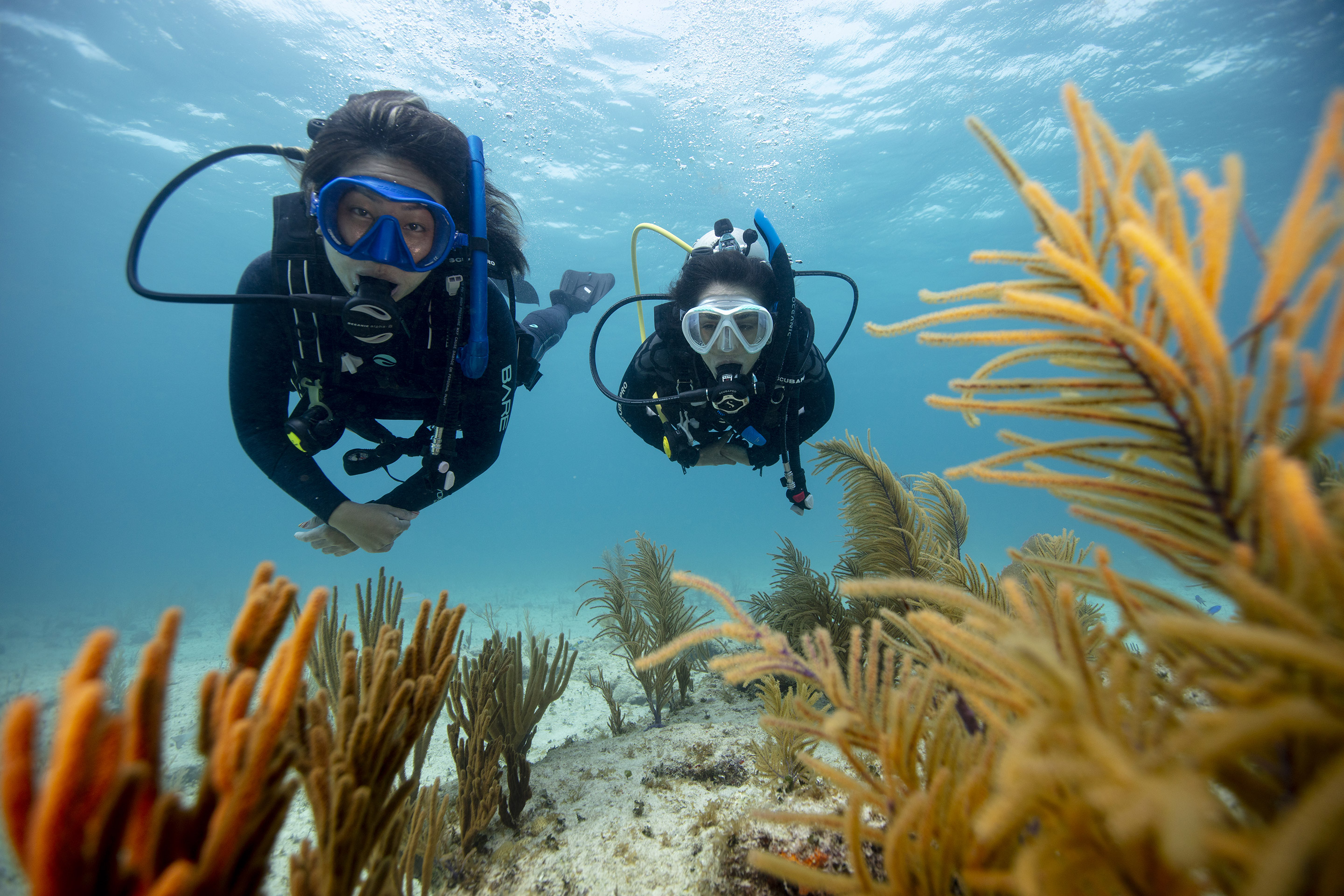 PADI UNDERWATER NATURALIST COURSE