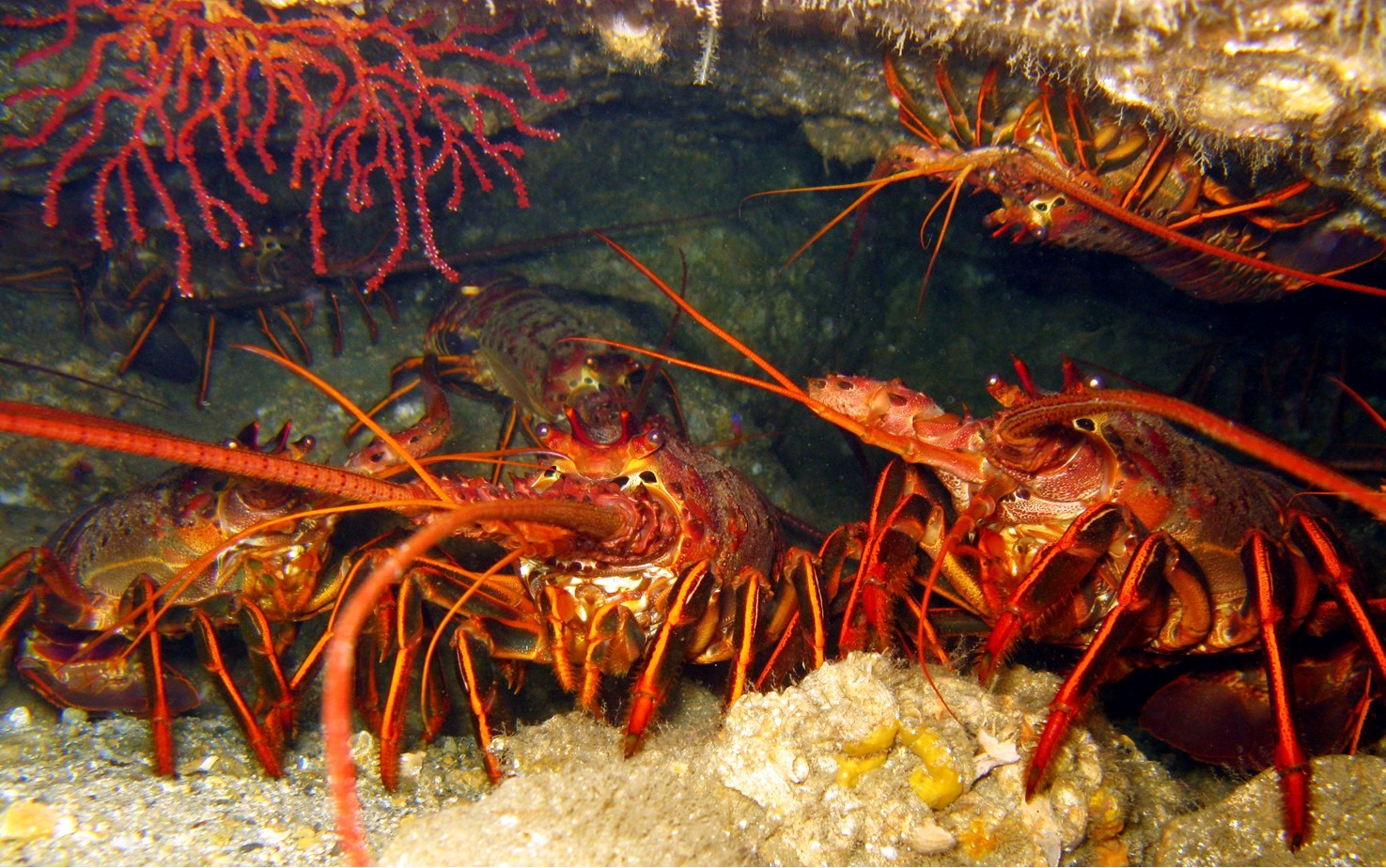 Lobster Closer - Peace Boat February 2026