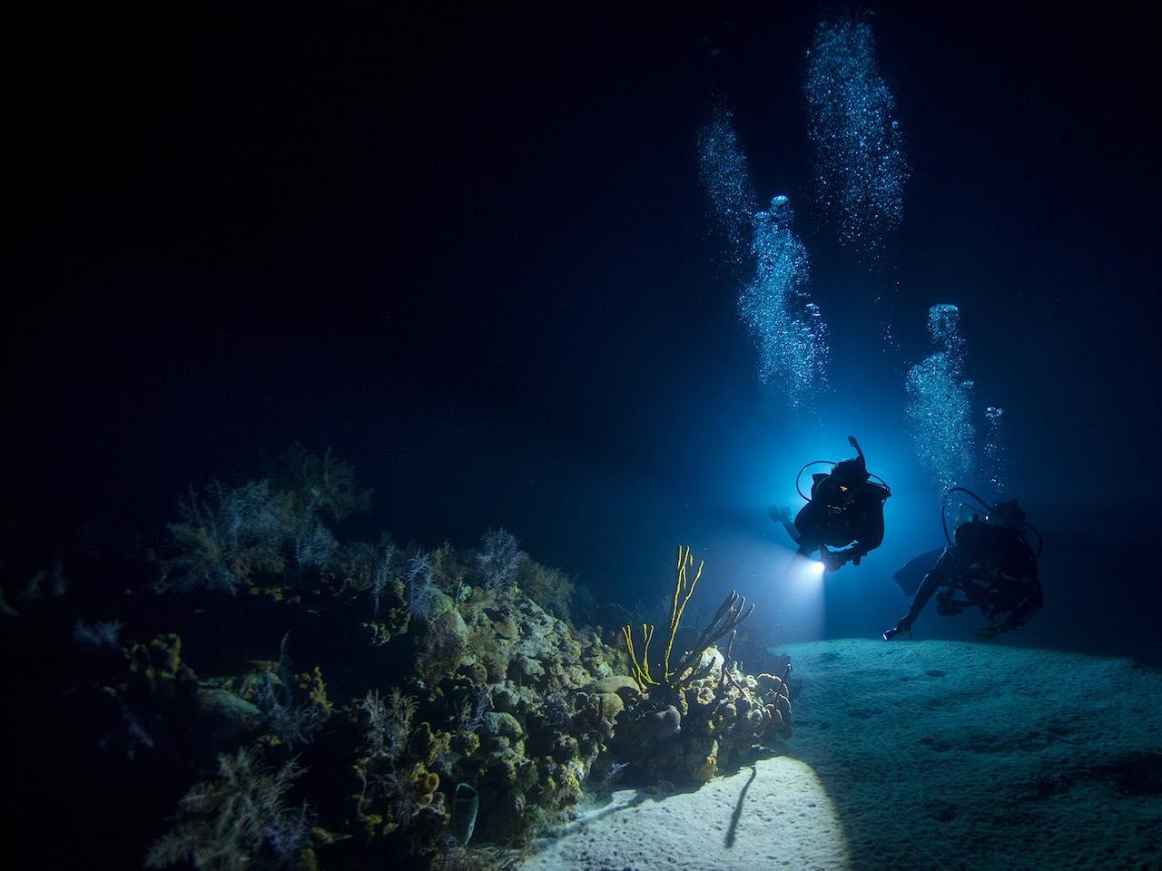 PADI Night Diver $279