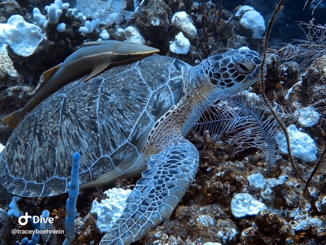 Roatan, Honduras