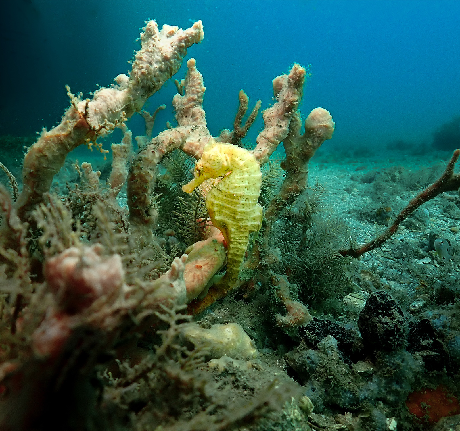 Blue Heron Bridge, World Ocean's Day Dive