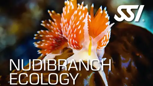 Nudibranch Ecology