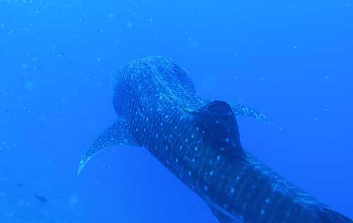 Philippines Dive Trip: April 10-24, 2027