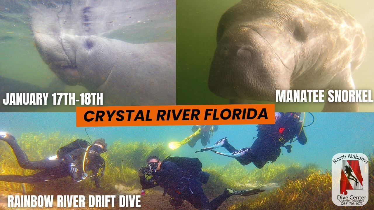 Manatee Snorkel and Rainbow River Drift Dive Manatee Snorkel and Rainbow River Drift Dive