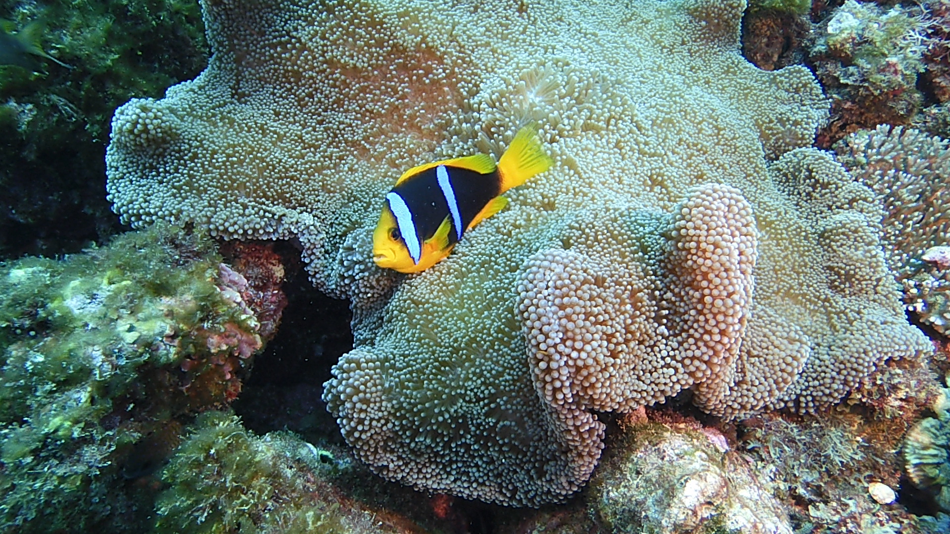 Beqa Lagoon Resort, Fiji Island