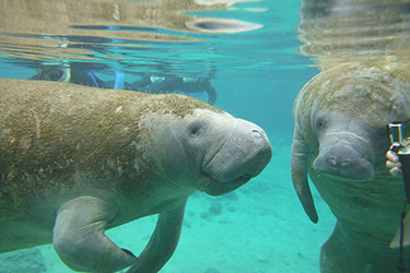 Manatee Snorkel and Rainbow River Drift Dive