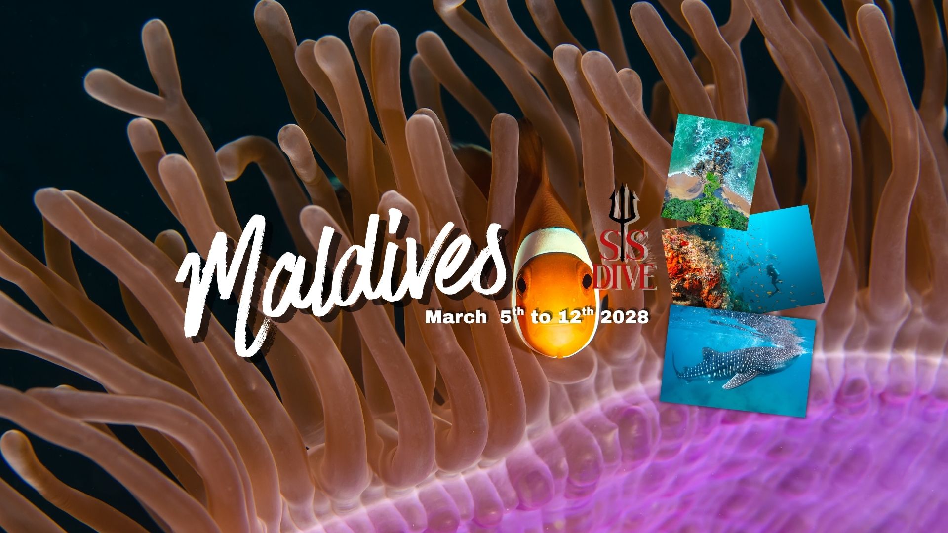 Exotic Diving ~ Maldives