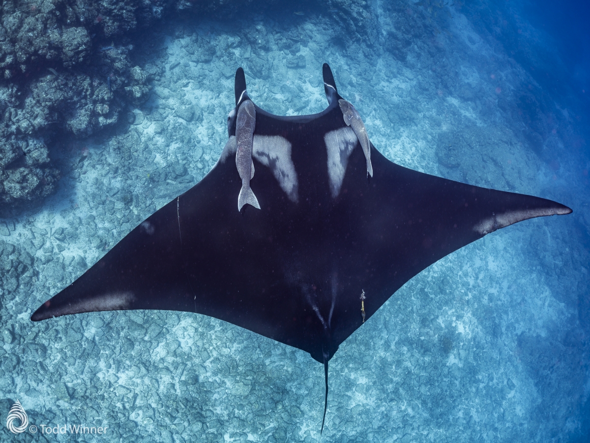 SEA OF CORTEZ / EXPLORE BAJA
