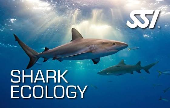 Shark Ecology Shark Ecology