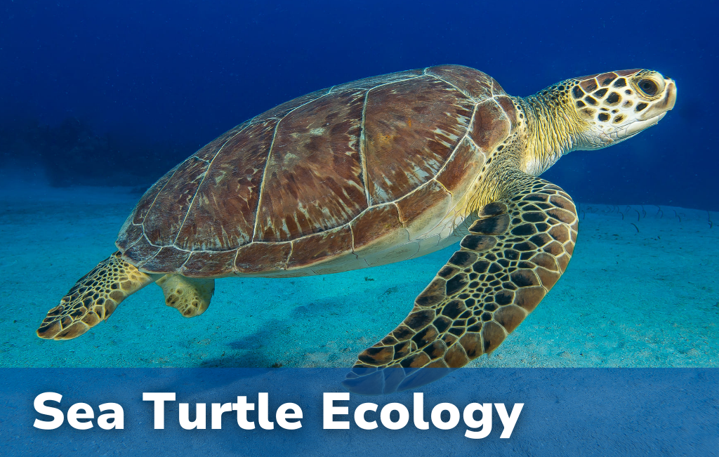 Sea Turtle Ecology