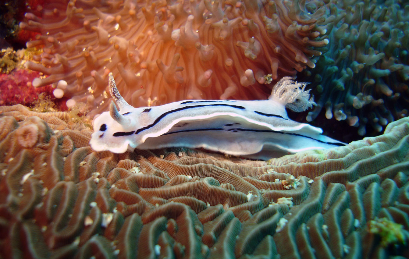 Nudibranch Ecology
