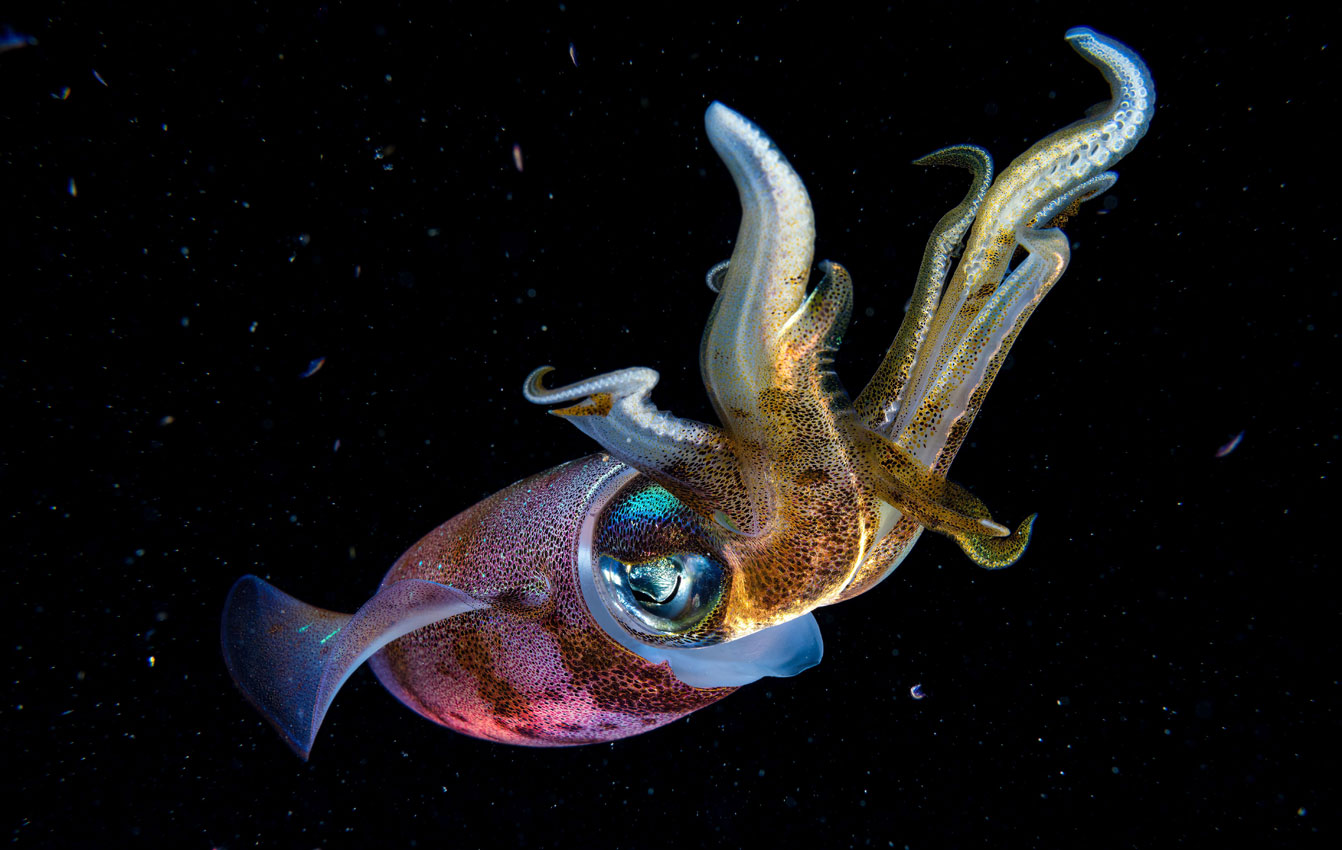 Marine Invertebrate Ecology