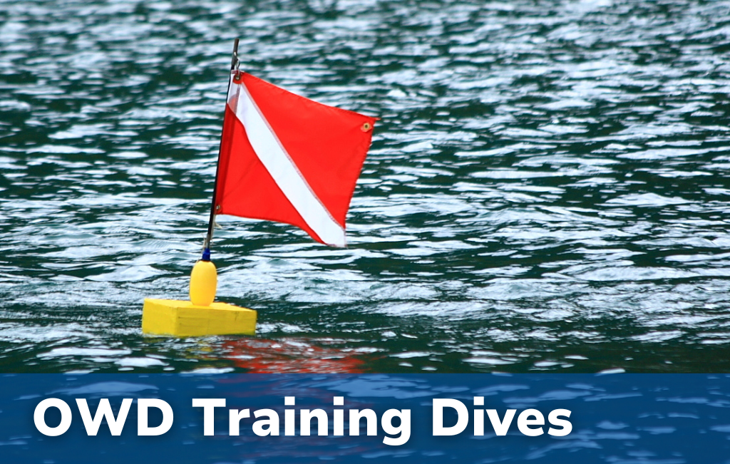 OWD Training Dives