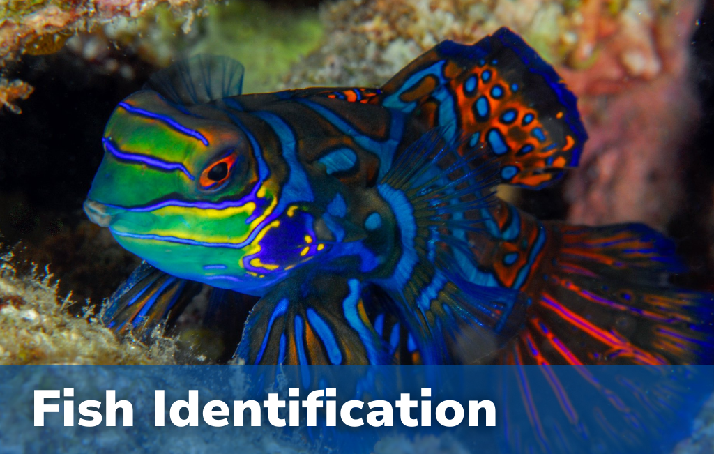 Fish Identification