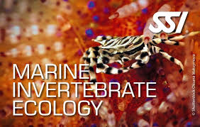 SSI Marine Invertebrate