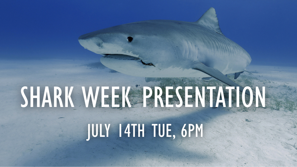 Jul - Shark Month Presentation