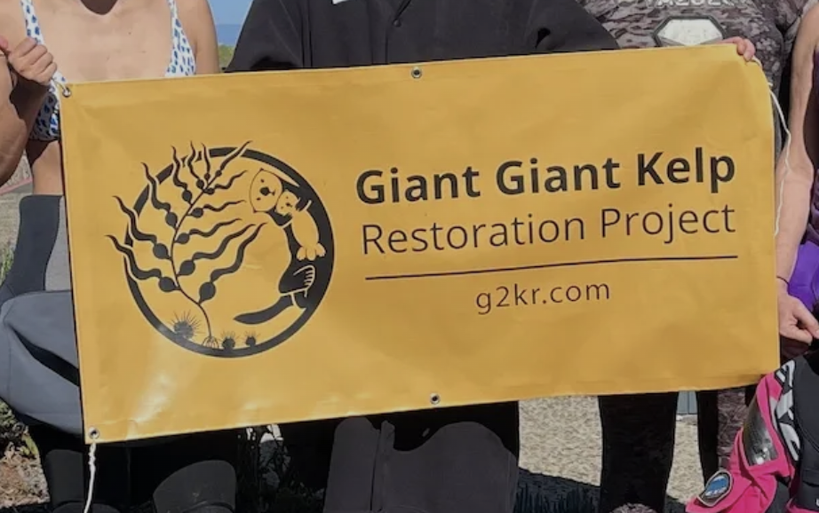 May - Learn about the Giant Kelp