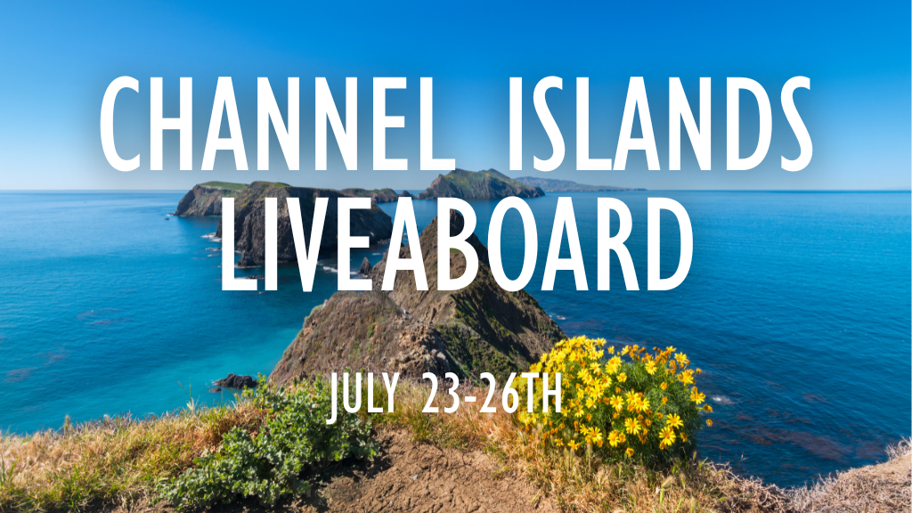 [SOLD OUT] Jul - Liveaboard - 3-DAY Dive Trip to Channel Islands!