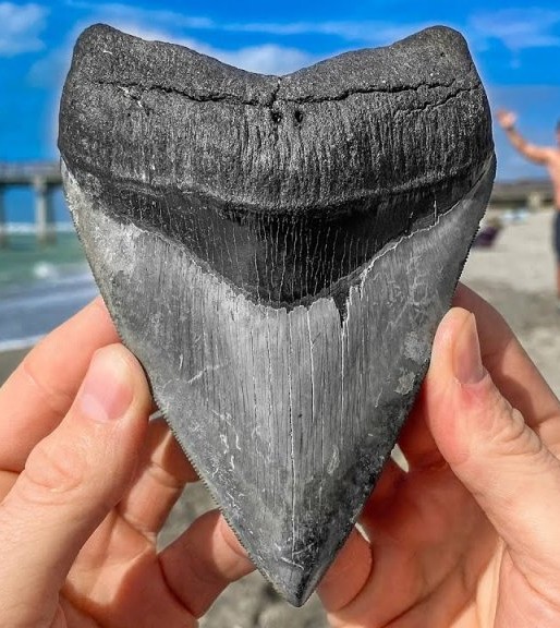 Shark Tooth Diving