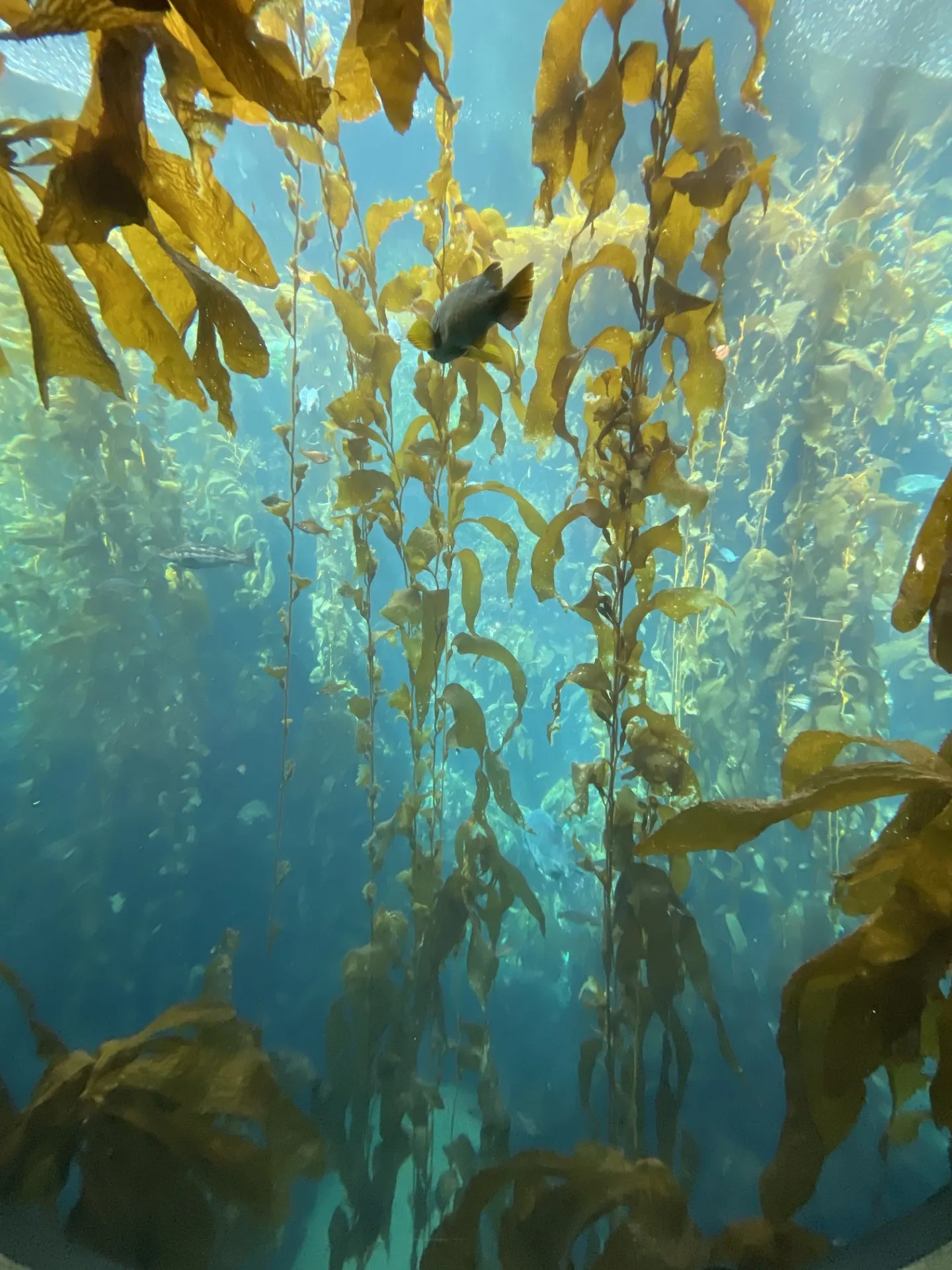 Monterey Kelp Forrest, California