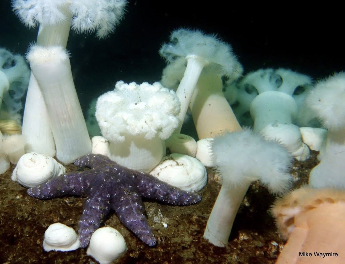 Upcoming Local Dives